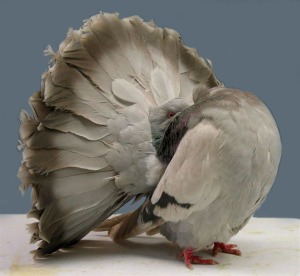 A fantail pigeon